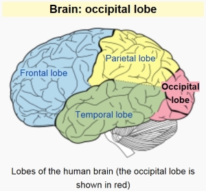 The Occipital Lobe